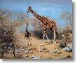 Quiet Time Samburu by Charles Frace' Limited Edition Pricing Art Print