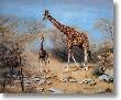 Quiet Time Samburu by Charles Frace' Limited Edition Print