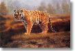 Royal Bengal by Charles Frace' Limited Edition Pricing Art Print