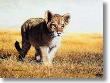 Young Explorer by Charles Frace' Limited Edition Print