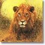 African Lion by Charles Frace' Limited Edition Pricing Art Print