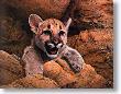 Cougar Cub by Charles Frace' Limited Edition Pricing Art Print