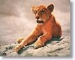 Lion Cub by Charles Frace' Limited Edition Print