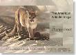 American Wildlf Cougar by Charles Frace' Limited Edition Print