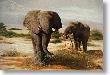 Elephants Killimanj by Charles Frace' Limited Edition Print
