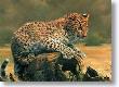 African Leopard Cub by Charles Frace' Limited Edition Print