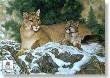 Family Ties Cougars by Charles Frace' Limited Edition Pricing Art Print