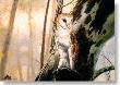 Barn Owl by Charles Frace' Limited Edition Pricing Art Print
