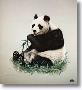 Giant Panda by Charles Frace' Limited Edition Pricing Art Print