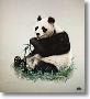 Giant Panda by Charles Frace' Limited Edition Print