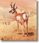 Pronghorn by Charles Frace' Limited Edition Print