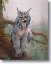 Canada Lynx by Charles Frace' Limited Edition Pricing Art Print