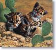 Ocelots by Charles Frace' Limited Edition Pricing Art Print