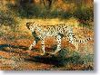 Cheetah by Charles Frace' Limited Edition Print
