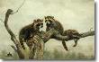 Out On A Limb by Charles Frace' Limited Edition Print