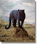 Black Leopard Head by Charles Frace' Limited Edition Print