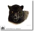 Black Jaguar Onca by Charles Frace' Limited Edition Pricing Art Print