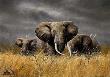 Power Serengeti by Charles Frace' Limited Edition Print