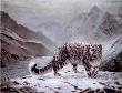 Snow Leopard by Charles Frace' Limited Edition Pricing Art Print
