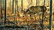 Hot On The Trail by Cynthie Fisher Limited Edition Print