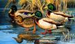Early Ice Mallards by Cynthie Fisher Limited Edition Pricing Art Print