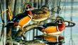 Backwater Woodies by Cynthie Fisher Limited Edition Print