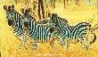Patterns In Gra by Cynthie Fisher Limited Edition Print
