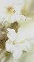 Timeless Days by Jeanne Bonine Limited Edition Print