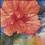 Tangerine Dream by Jeanne Bonine Limited Edition Pricing Art Print