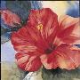 Tropical Blush by Jeanne Bonine Limited Edition Print