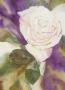 Where Roses Bloom by Jeanne Bonine Limited Edition Print