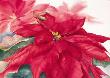 Poinsettia by Jeanne Bonine Limited Edition Pricing Art Print