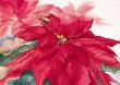 Poinsettia by Jeanne Bonine Limited Edition Print