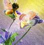Pansy Fairy by Tom Cross Limited Edition Print