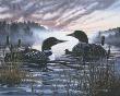 Morn Mist Loons by C J Conner Limited Edition Print