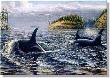 Orcas Deception Pass by Ed Newbold Limited Edition Pricing Art Print