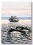 Dall Porpoise by Ed Newbold Limited Edition Print