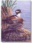 Hooded Mergansers by Ed Newbold Limited Edition Pricing Art Print