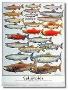 Salmonids by Ed Newbold Limited Edition Pricing Art Print