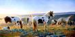 Welcome Dawn by Nancy Glazier Limited Edition Pricing Art Print