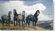 Amazng Grays Iv by Nancy Glazier Limited Edition Print