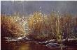Evening Glow Coyote by Paco Young Limited Edition Print