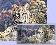 Secret Valley Bobcat by Joan Sharrock Limited Edition Pricing Art Print