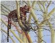 Leopards Tree by Joan Sharrock Limited Edition Print