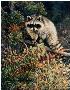 Raccoon On Limb by Joan Sharrock Limited Edition Pricing Art Print