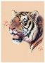 Bengal Tiger Port by Joan Sharrock Limited Edition Print