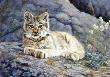 Lynx Kitten I by Joan Sharrock Limited Edition Print