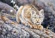 Lynx Kitten Ii by Joan Sharrock Limited Edition Print