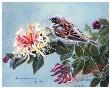 Sparrow Honeysuckle by Joan Sharrock Limited Edition Print