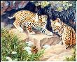 Bobcat Kittens by Joan Sharrock Limited Edition Print